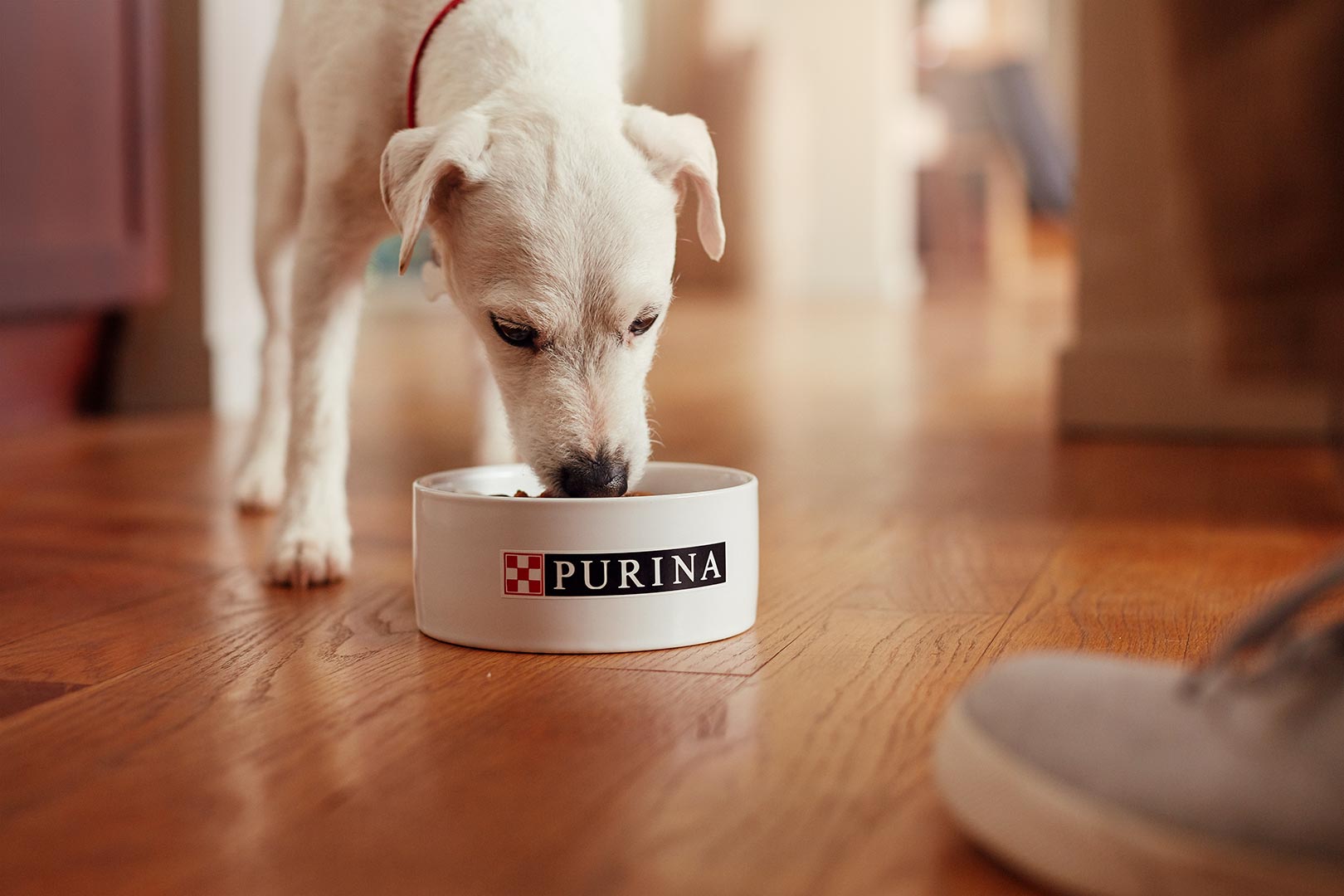 PURINA_220218_DAYTWO__QUALITY_0129-1-web